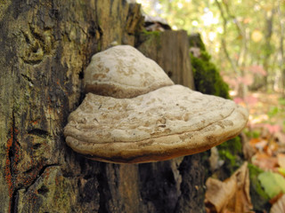 Mushroom tinder fungus on moss covered stump on background of autumn forest      