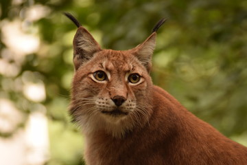 Front view of a lynx with yellow eyes