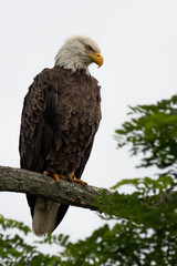 A portrait of an American Bald Eagle.