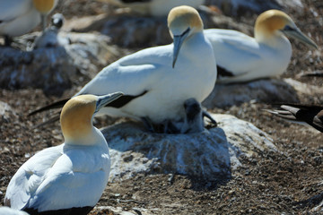 Tölpel in Neuseeland am Cape Kidnappers