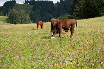 les vaches en montagne