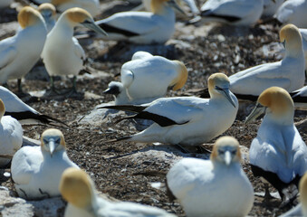 T&ouml;lpel in Neuseeland am Cape Kidnappers