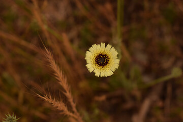 Yellow flower with black center with brown background