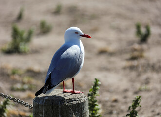 Möwe auf einem Pfosten