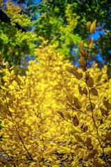 Fototapeta premium Złote liście - jesień