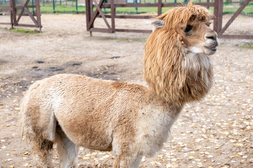 Wool farm with funny cute animals - alpaca
