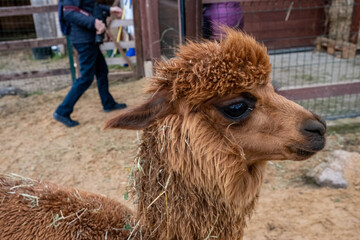 Wool farm with funny cute animals - alpaca