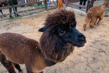 Wool farm with funny cute animals - alpaca