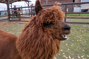 Wool farm with funny cute animals - alpaca