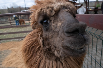 Wool farm with funny cute animals - alpaca