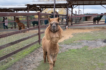 Wool farm with funny cute animals - alpaca