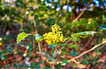 Small yellow flower buds with blurred background.