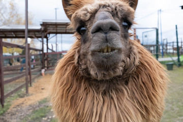 Fototapeta premium Wool farm with funny cute animals - alpaca