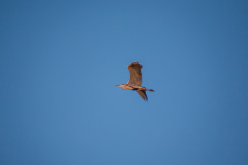 River bird grey heron in flight