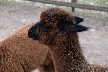 Wool farm with funny cute animals - alpaca