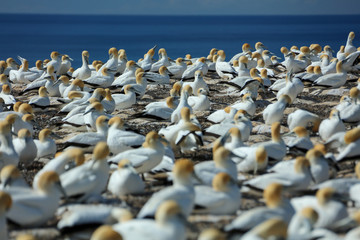 Tölpel in Neuseeland am Cape Kidnappers