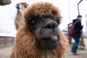 Wool farm with funny cute animals - alpaca © Вася Васечкин