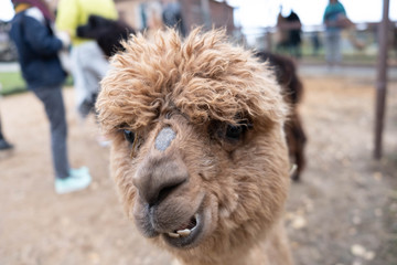 Wool farm with funny cute animals - alpaca