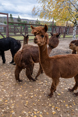 Wool farm with funny cute animals - alpaca