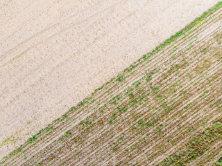 Top down view. Crop agricultural fields.