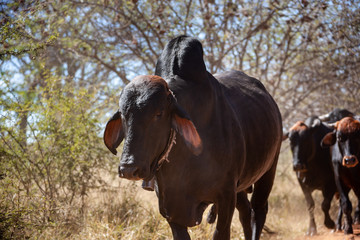 Brahman bull