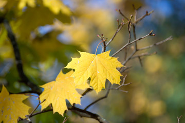 Tree branches dressed in autumn yellow and red leaves.