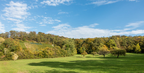 Weinberg im Herbst
