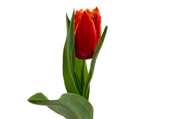 Naklejka premium Tulip in a pot isolated on white background.