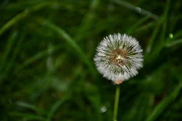 Diente de león sobre el césped