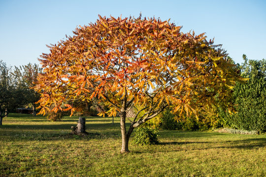 G&ouml;tterbaum im Herbst