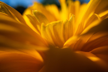 Obraz premium macro flower, macro photography of a beautiful flower background, flower macro image