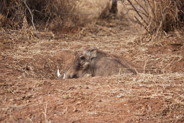 Warthog in the bush