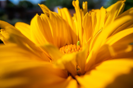 macro flower, macro photography of a beautiful flower background, flower macro image