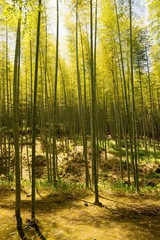 Forêt de bambou, dans un parc au Japon