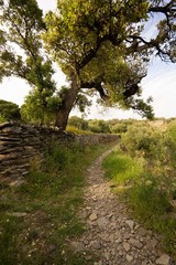 Chemin, mur en pierre et arbre ancien