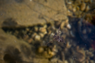 backswimmer super macro photography, backswimmer macro image in a beautiful pond