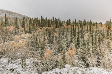 Winter forest in Fulufjället National Park near Mörkret in Sweden with green spruce and deciduous trees with brown leaves or bare branches in a snow-covered landscape