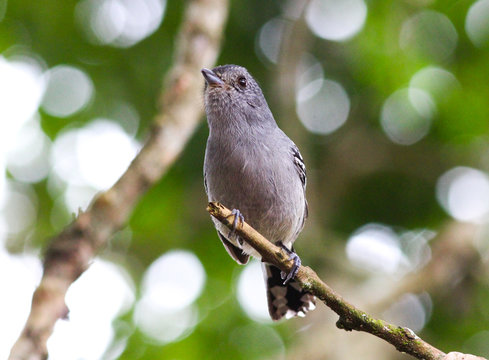 choca da mata