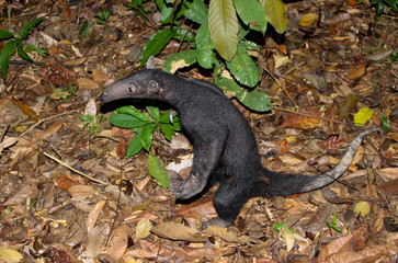 tamandu&aacute; preto