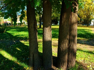 tree trunks in the autumn park