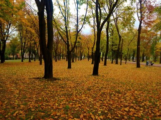 golden autumn in the park in cloudy weather