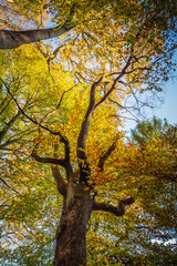 Landschaft im Herbst mit Wald und Wiese bei strahlendem Sonnenschein