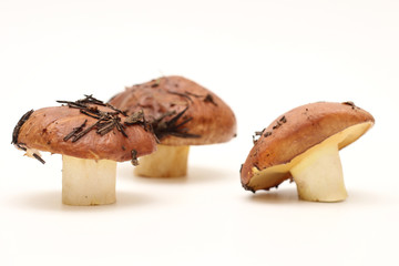 Three dirty, unpeeled standing on tube Suillus mushrooms isolated on a white background. Selective focus.