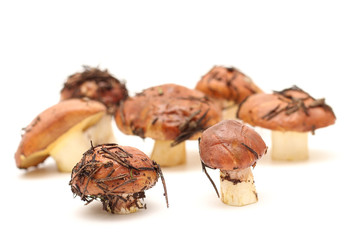 A bunch of dirty, unpeeled standing on tube Suillus mushrooms isolated on a white background. Selective focus.