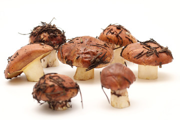 A bunch of dirty, unpeeled standing on tube Suillus mushrooms isolated on a white background. Selective focus.