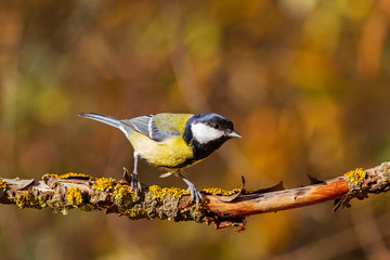 great tit sitting on a branch in the autumn forest
