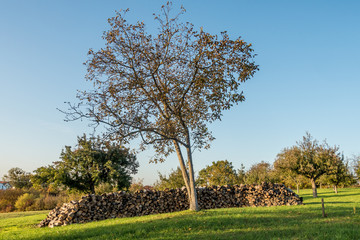 Baumstämme zu Brennholz gesägt und gestapelt © focus finder