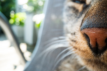 super macro cat photography, funny cat close up macro image