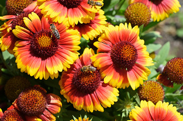 Orange flowers with yellow trim and bee.
