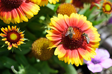 Orange flowers with yellow trim and bee.